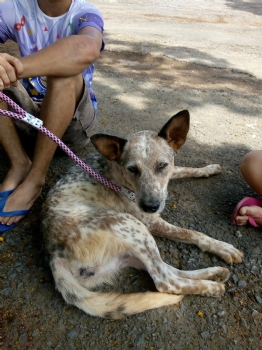 185 cães e gatos são esterilizados na segunda passagem do Castramóvel por Itapecerica