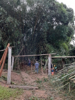 Prefeitura remove moitas de bambu do leito do rio Vermelho