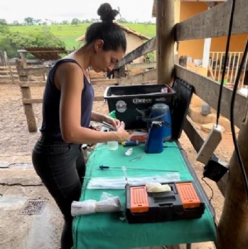 Inseminação de gado é viabilizada através do programa Mais Pecuária Brasil