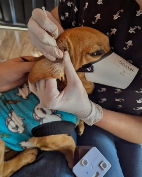 Causa animal em foco: Ações conjuntas da Prefeitura no combate à Leishmaniose em Itapecerica