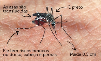 Alerta contra a dengue
